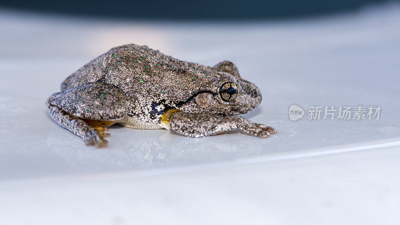 庇隆的树蛙（Litoria peroni）